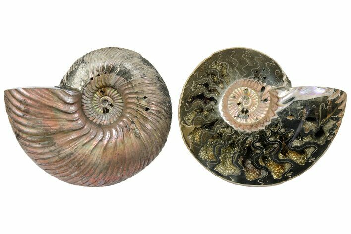 One Side Polished, Pyritized Fossil, Ammonite - Russia #174976